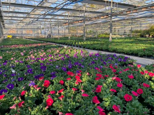 Les Serres de l'Ardille - Jardinerie à Nogent Sur Aube