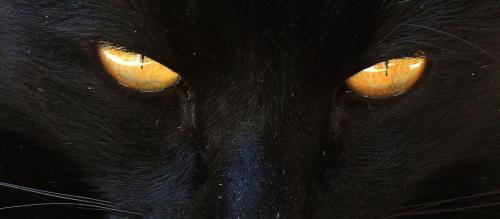 Pourquoi Le Chat Noir Est Il Devenu Un Symbole Demoniaque D Halloween L Union