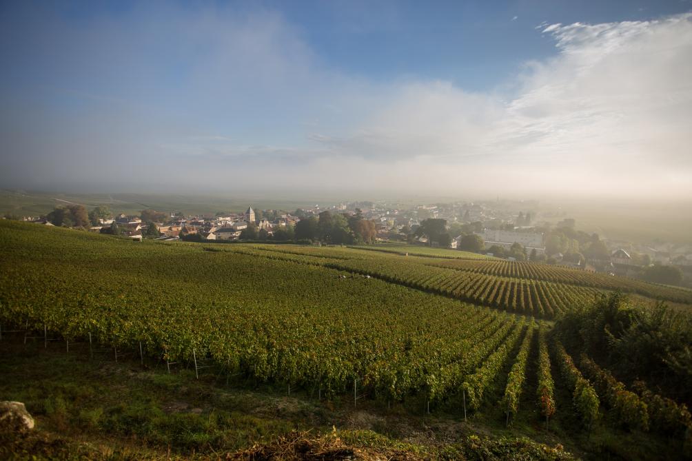 Des Portes ouvertes virtuelles chez Avize Viti Campus, spécialisé les