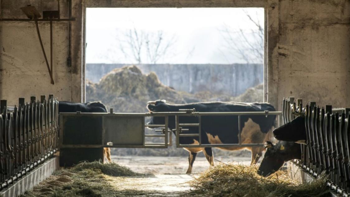 Des vaches dans leur étable à Vetschau en Allemagne, le 27 novembre 2018
