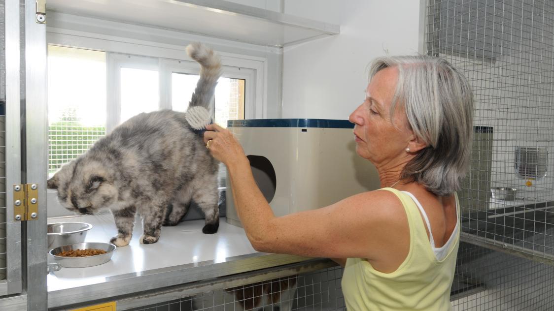 Cat Etoiles La Pension Pour Chats 4 Etoiles Journal L Union