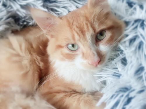 Chalons On A Tire Sur Mon Chat Je Ne Veux Pas Que Ca Se Reproduise Chalons On A Tire Sur Mon Chat Je Ne Veux Pas Que Ca Se Reproduise