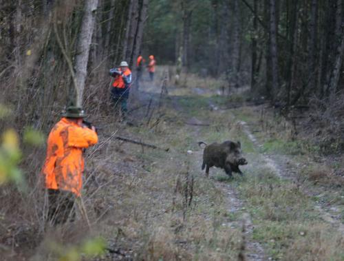 Chasse Sanglier 2019 2020 Tir D Un Sanglier A 16m Youtube