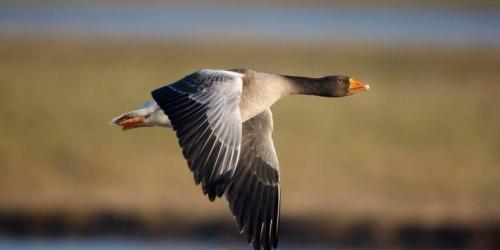 La Justice Retoque La Prolongation De La Chasse A L Oie Sauvage La Justice Retoque La Prolongation De La Chasse A L Oie Sauvage