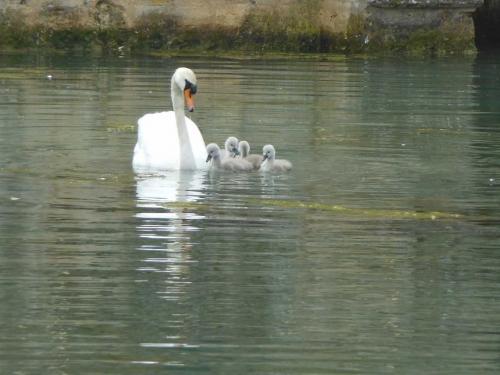 Naissance De Quatre Bebes Cygnes A Vertus Naissance De Quatre Bebes Cygnes A Vertus