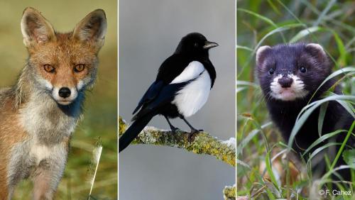 Pies Renards Belettes Des Nuisibles