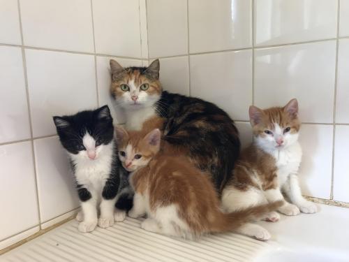Des chatons à adopter au refuge d’Epernay