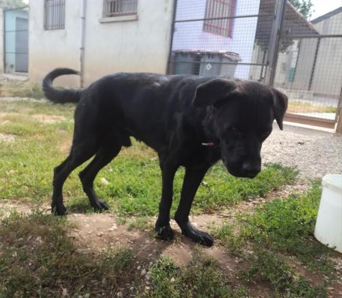 Une Nouvelle Loi En Preparation Contre L Abandon Des Animaux