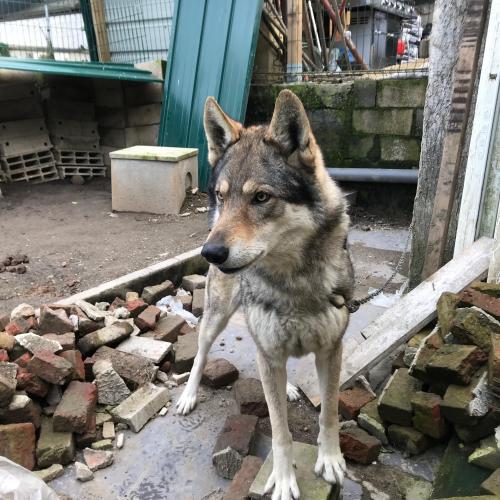 Le Loup De Retour Dans La Pointe