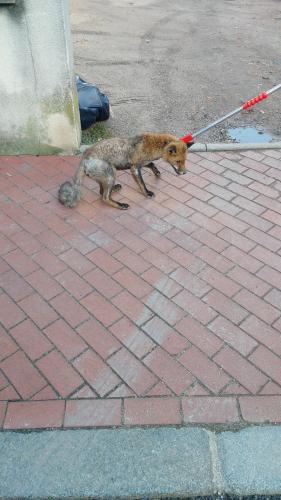Chauny : un renard capturé dans une cave rue de la Chaussée - L'Union