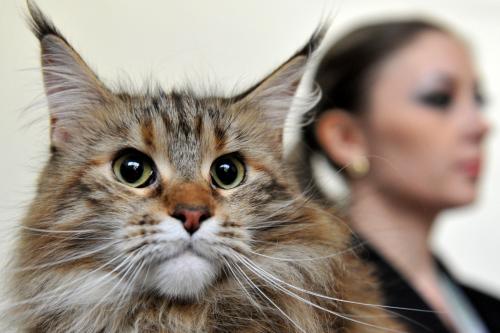 A Londres Un Chat Fugueur Au Centre D Une Bataille Judiciaire A 000 Euros