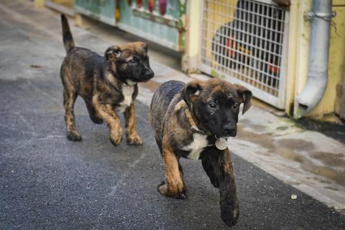 Douze Chiots Croises Malinois A Adopter Au Refuge D Epernay Douze Chiots Croises Malinois A Adopter Au Refuge D Epernay