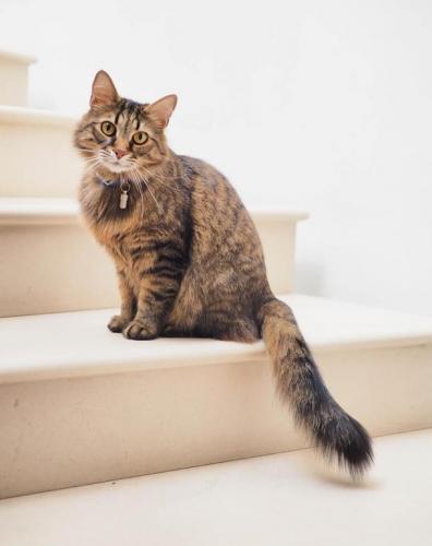 Une Amende De 135 Pour Sanctionner Les Proprietaires De Chats Non Identifies