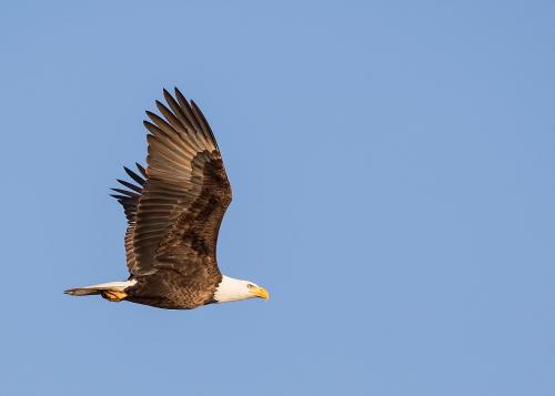 Video En Isere Un Parapentiste Entre En Collision Avec Un Aigle En Plein Vol