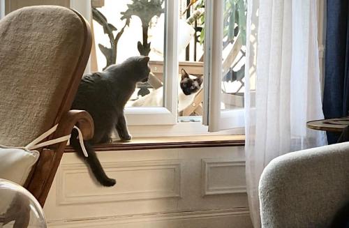 Chronique D Une Confinee Attention Chat Mechant Chronique D Une Confinee Attention Chat Mechant