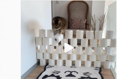 Videos Cat Challenge Le Defi Qui Fait Bouger Les Chats Avec Des Obstacles En Rouleaux De Papier Toilette Videos Cat Challenge Le Defi Qui Fait Bouger Les Chats Avec Des Obstacles En Rouleaux De Papier Toilette