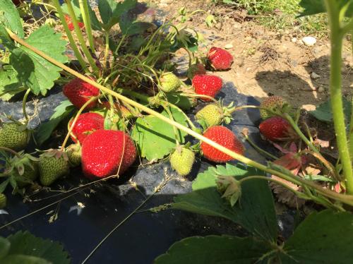 L Aisne Recherche 6 000 Saisonniers Pour La Cueillette Des