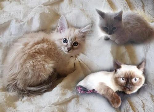 A Epernay La Police Demantele Un Elevage Illegal De Chats