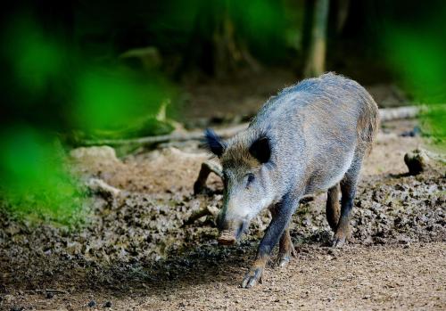 Le Prefet Des Ardennes Autorise La Chasse Au Grand Gibier