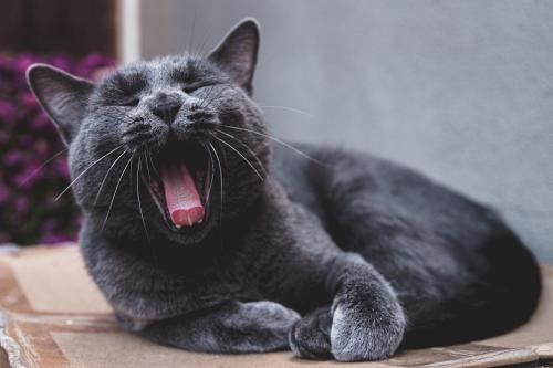L Application Meowtalk Traduirait Les Miaulements Des Chats L Application Meowtalk Traduirait Les Miaulements Des Chats