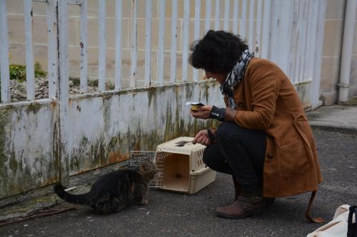 Les Chats Errants Seront Sterilises A Sezanne Les Chats Errants Seront Sterilises A Sezanne