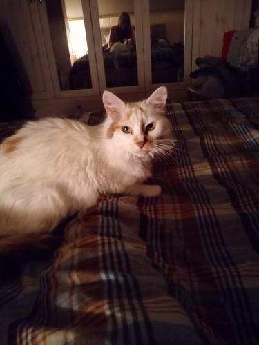 Des Morts De Chats Qui Interrogent A Tinqueux