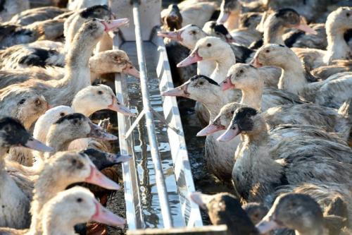 La France N A Officiellement Plus De Grippe Aviaire La France N A Officiellement Plus De Grippe Aviaire