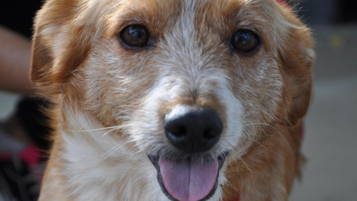 Adopte un chien à VitryleFrançois