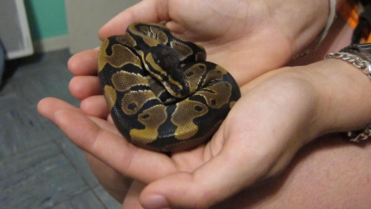 L Etrange Cavale De Willow Le Bebe Python De Reims L Etrange Cavale De Willow Le Bebe Python De Reims