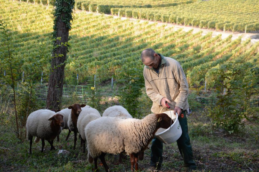 Epernay Des Moutons Tondent Le Mont Bernon