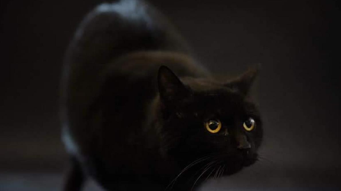 Les Animaux Noirs Encore Trop Victimes De Leur Couleur