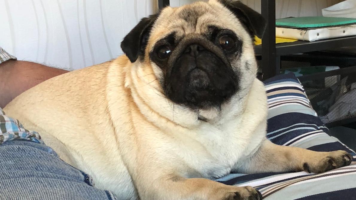 A Reims Ils Cambriolent Une Maison Pour Voler Un Chien De Race