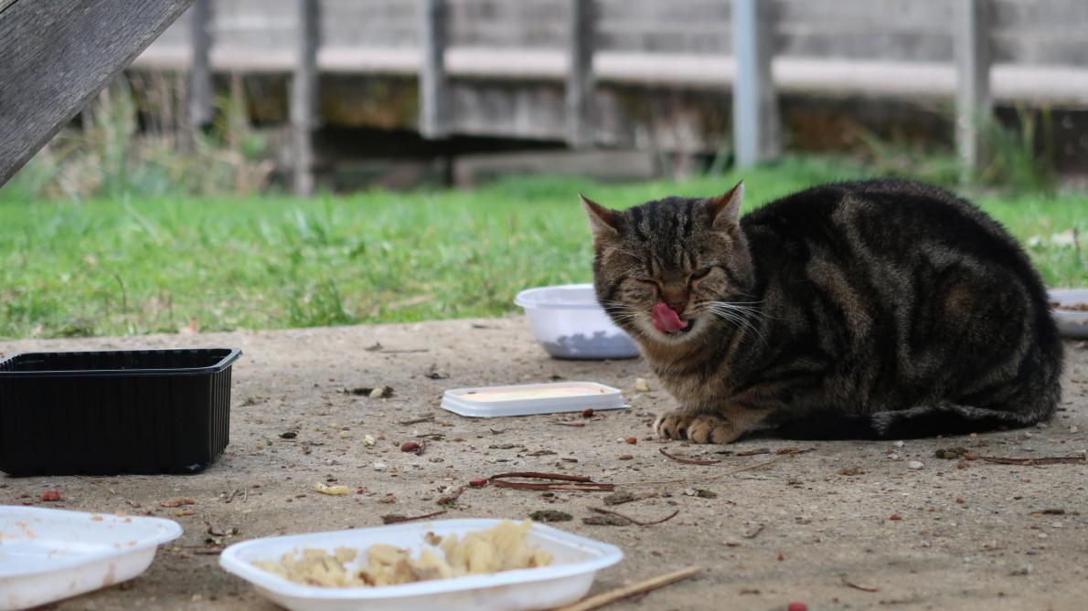 Aisne une centaine de chats sauvages au Center parcs à Chamouille