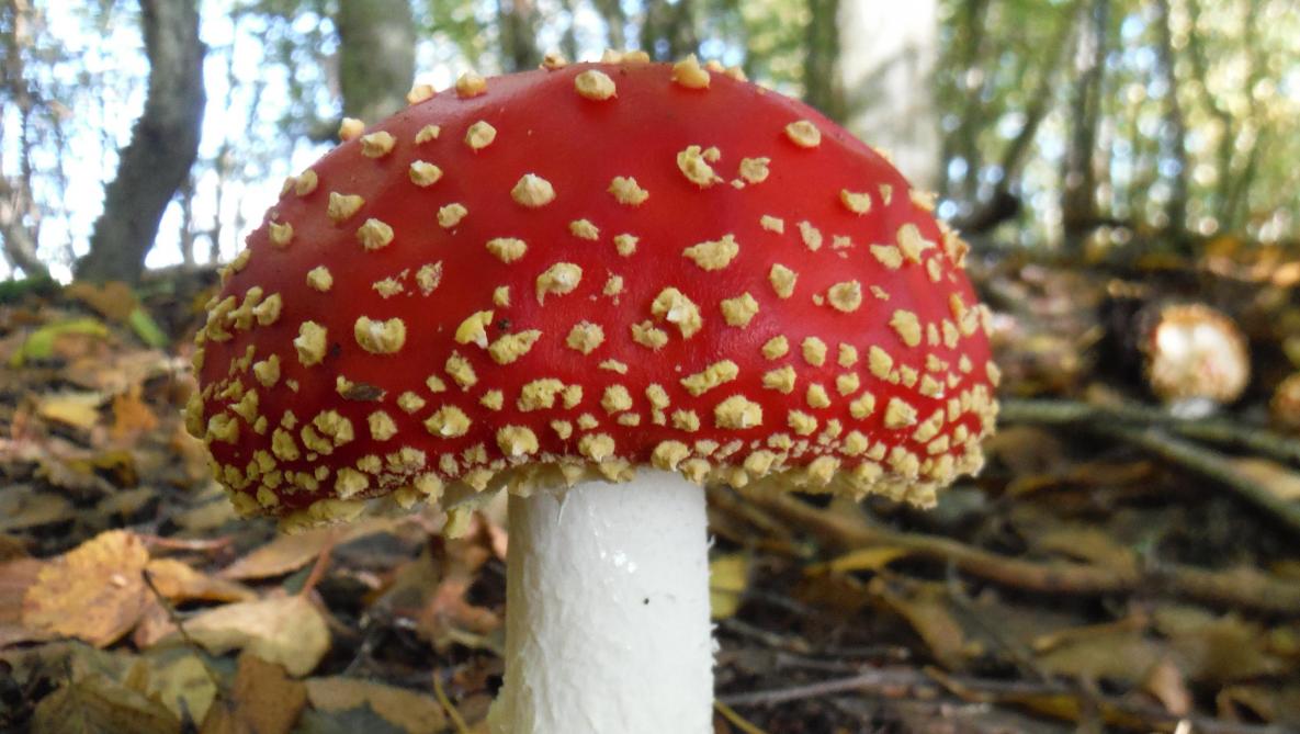 CHAMPIGNONS DU MOIS D'OCTOBRE Identifiez et récoltez !