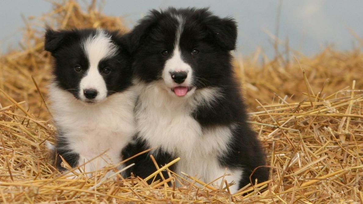 Le Salon Du Chiot Fait Son Retour Ce Week End A Fagnieres