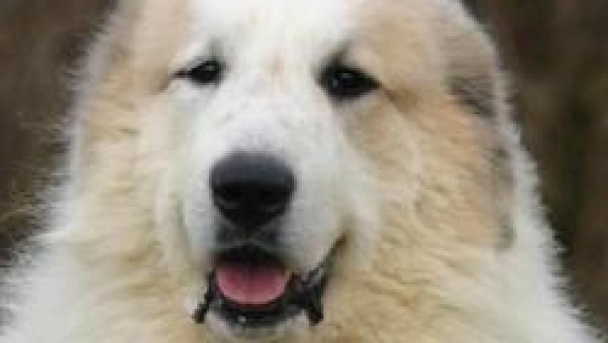 Condamne Pour Avoir Brule Les Yeux De Plusieurs Chiens Condamne Pour Avoir Brule Les Yeux De Plusieurs Chiens