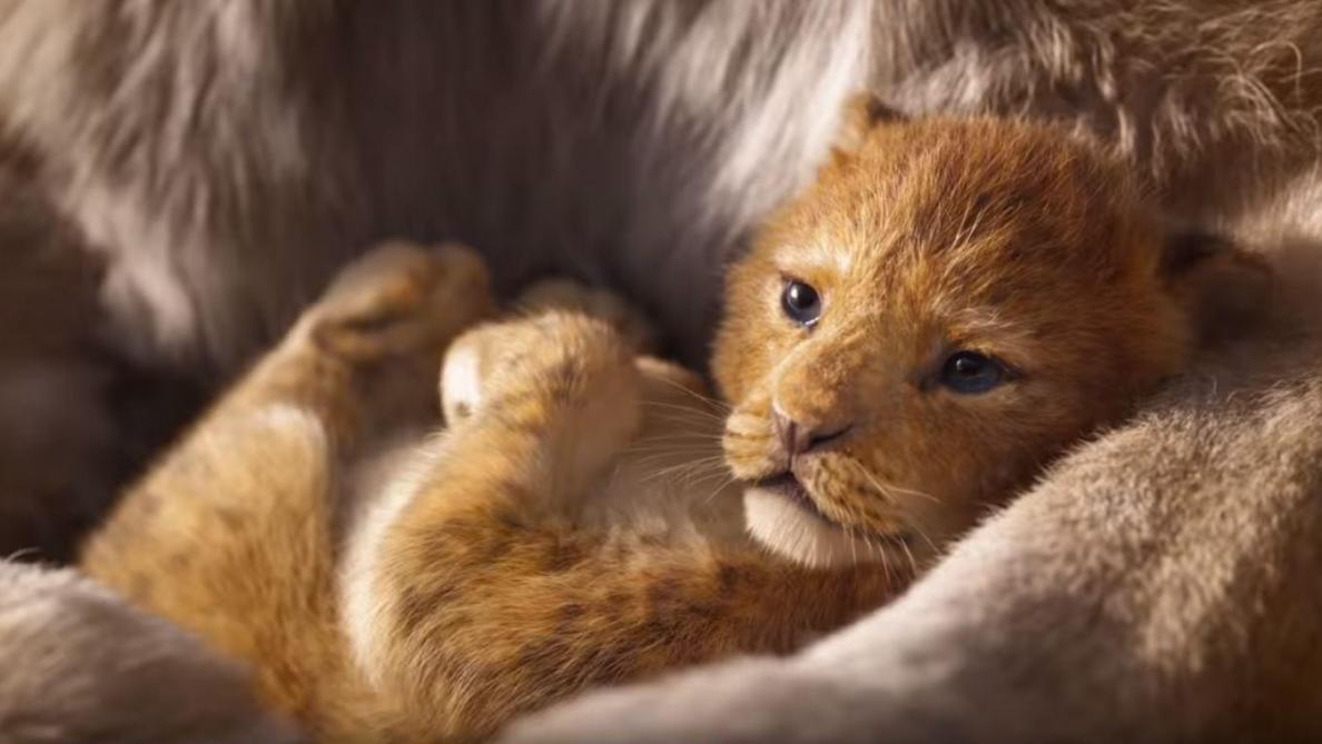 Disney Devoile Les Premieres Images De Son Nouveau Roi Lion