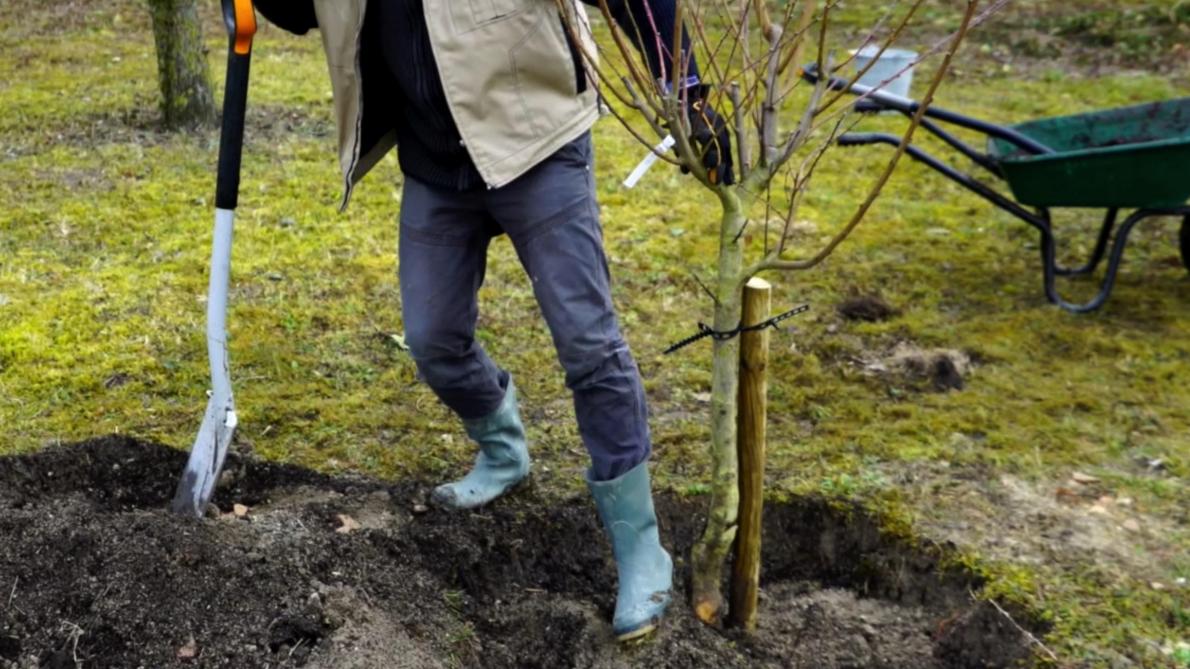 Jardinage C Est Le Moment De Planter Vos Arbres Fruitiers Jardinage C Est Le Moment De Planter Vos Arbres Fruitiers