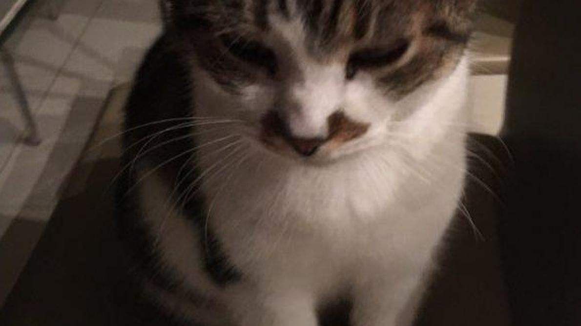 Il Retrouve Son Chat Grace A La Presse Plus D Un An Apres L Avoir Perdu