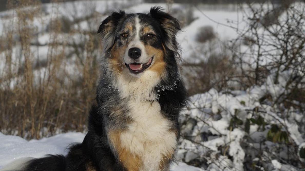 A Star Is Born De Quelle Race Est Le Chien De Bradley