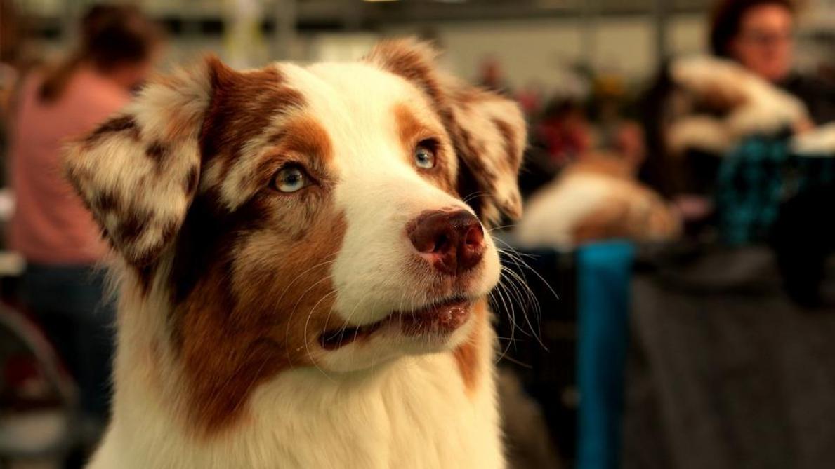 Quelle Race De Chien Est La Préférée Des Français En 2018