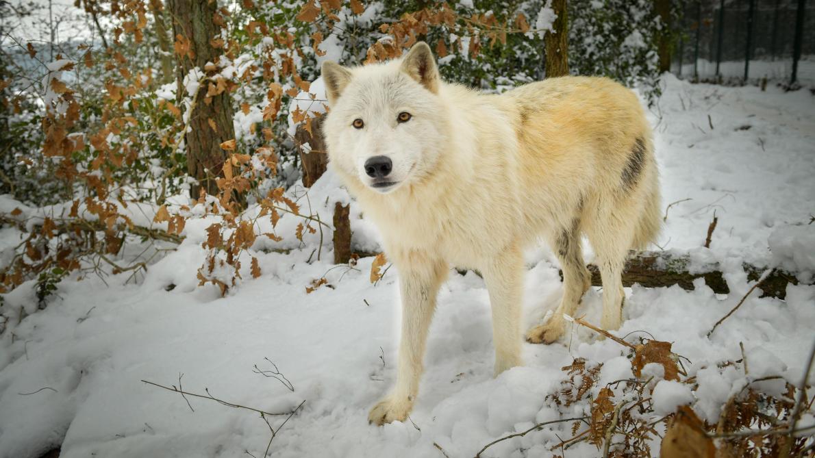 Photos Et Video Yeti Et Amande S Installent Au Parc Argonne Decouverte