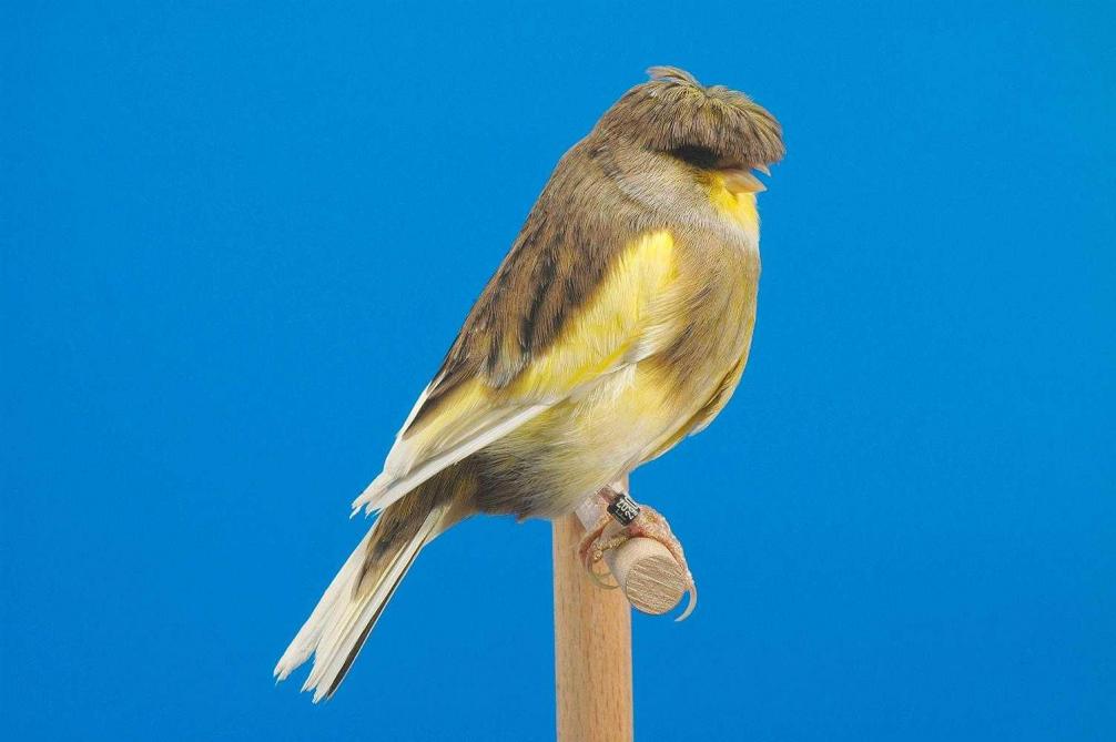 Calendrier Bourses Aux Oiseaux 2022