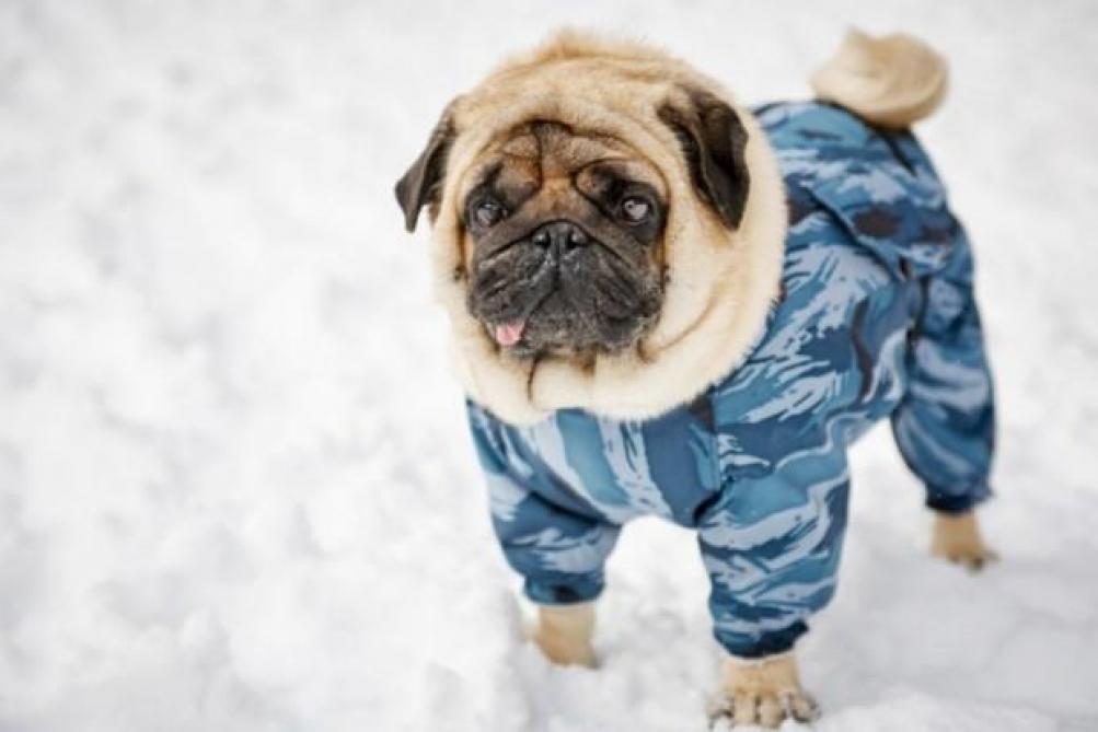Comment Protéger Son Chien Du Froid Journal Lest Eclair