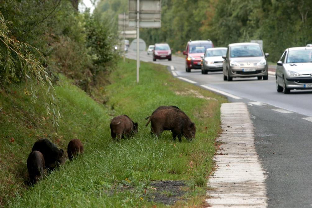 Jai Percuté Un Sanglier Sur La Montagne De Reims