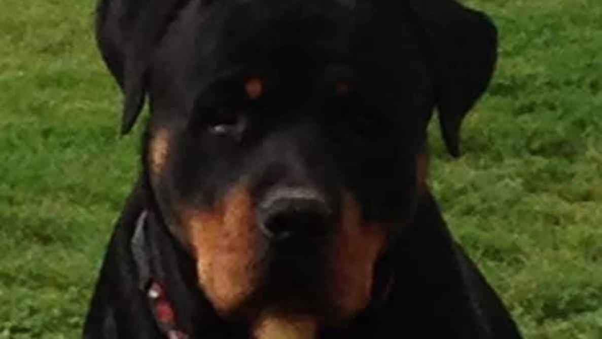 Romilly Sur Seine Haribo Le Rottweiler Empoisonne