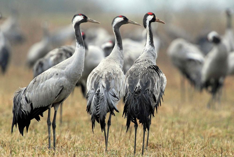 Des Grues Cendrées Hivernent Dans Laube