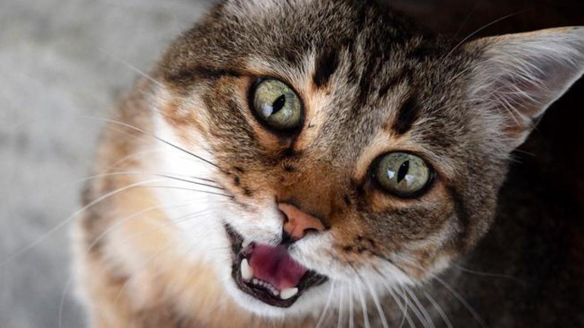 Une Nouvelle Association Dediee Aux Chats Chalonnais