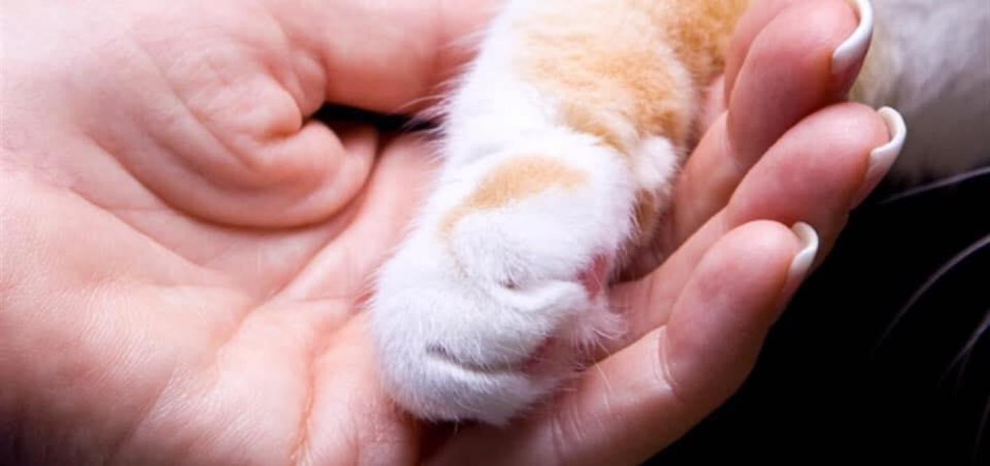 Cherche Familles D Accueil Pour Sauver Les Chats Errants De Reims