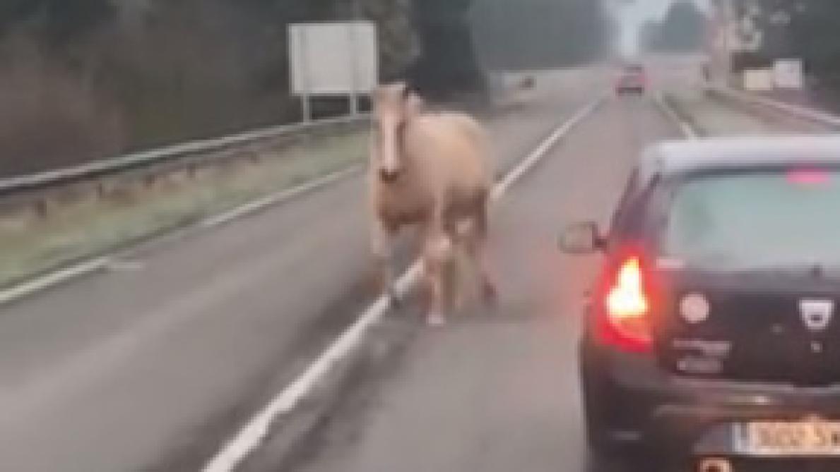 Video Un Cheval En Liberte A Hierges